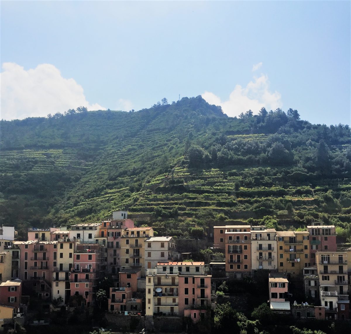 Vineyard Walk in the Cinque Terre | Amazing Views